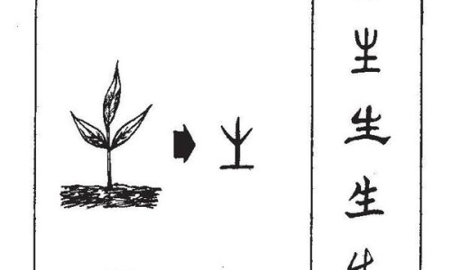 半夏禁忌的药物-半夏忌什么中药网半夏忌什么中药材煲汤知识网站,分享半夏不适合什么人大全
